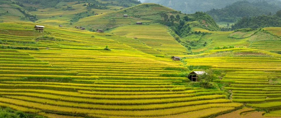 Gạo thơm hạt dài, đóng bao theo yêu cầu