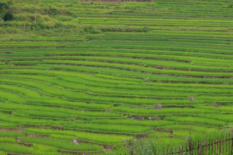 Gạo thơm hạt dài, đóng bao theo yêu cầu